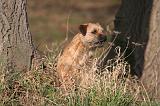 BORDER TERRIER 101